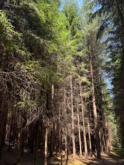 Prodám lesní pozemky v k.ú. Nesměň u Ločenic - 4
