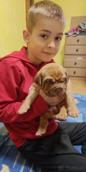 Bordeauxská doga, štěňata - 4