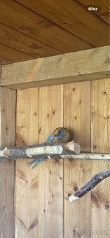 Rosela penant samice rok 2025 - 4