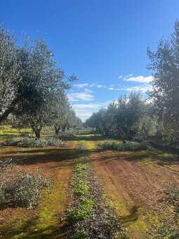 Stavebni pozemek 12.000m2 u moře🇮🇹 - 4