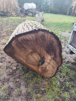 Prodám kmen ořechu - 4