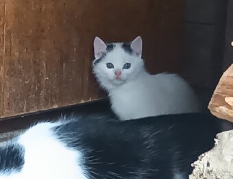 Koťata za odvoz - 4