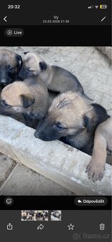 Belgický ovčák malinois 75% - 4