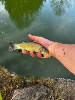 Prodej kapra štiky lína bílé ryby - 4