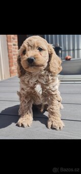 Cockapoo Cavapoo Maltipoo pudel - 4
