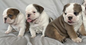 Anglicky Bulldog - 4