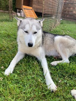Sibiřský husky štěňata - 4