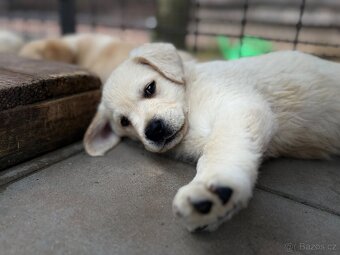 Labrador, štěňátka - 4