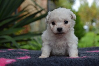 Bišonek Frisé s PP - 4