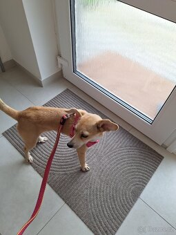 Italský chrtík kříženec k adopci 6,7kg - 4