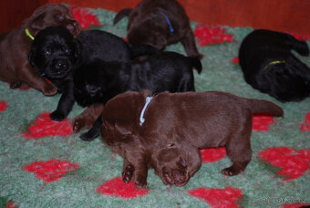 Labrador retriever - krásná čokoládová a černá štěňátka s PP - 4