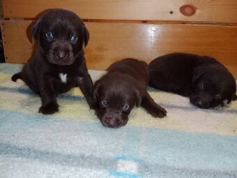 Labradorský retrívr štěně - 4