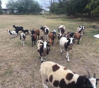 Prodám jehňata, mladé ovečky a beránky Jacobova ovce - 4