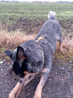 Australský honácký pes - 4