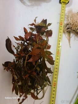 Akvarijní rostliny - 4