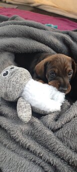 Jezevčík drsnosrstý - 4