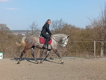 Charakterní pětiletá klisna - 4