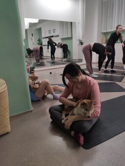 Shiba inu s PP - 4