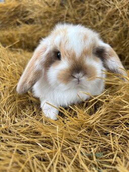 Mini lop zakrslí beránci - 4