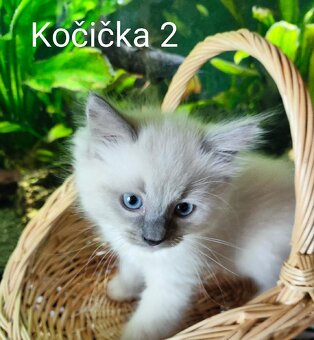 Ragdoll koťátka bez PP - 4