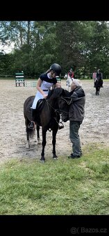 Sportovní pony kobylka parkur/drezura - 4