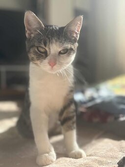 Daruji kočičku - 4