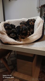 Štěňátka Jorkširsky teriér bez PP - 4