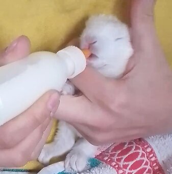 Nabízím králíčka - 4