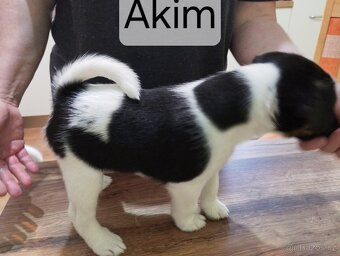 Hladkosrstý foxteriér - 4