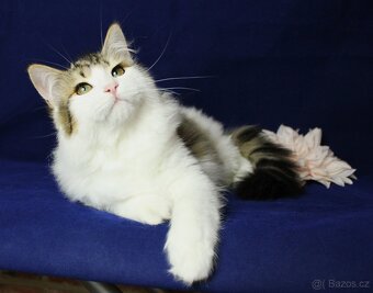 Sibiřská kočka - 4