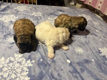 Boloňský psík bez PP - 4