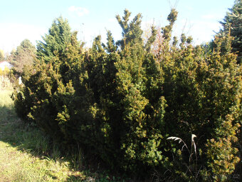 Tis prostřední, tisy, taxus. - 4