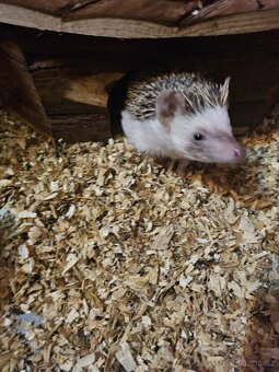 Prodám Ježka bělobřichého - 4