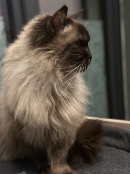 kocour Ragdoll - 4