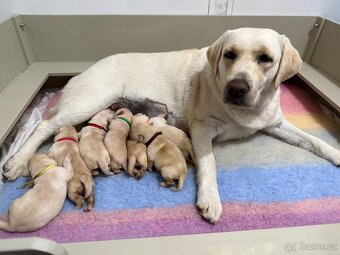 Labradorský retrívr s PP - 4