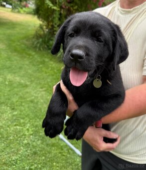 Labrador , Labradorský retriever s PP - 4