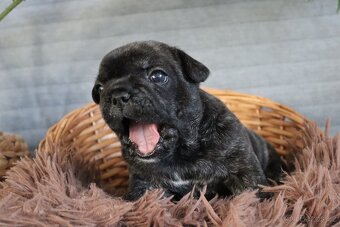 Francouzský buldoček s PP - 4