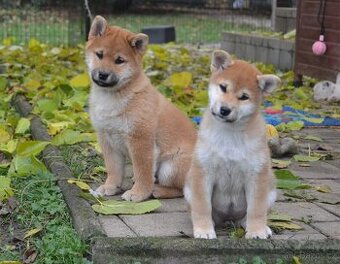 Shiba inu s PP /FCI / - 4
