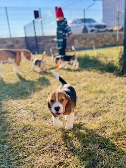 Štěně kluk bigl s PP - 4