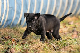 Thajský ridgeback s PP - černý pejsek - 4
