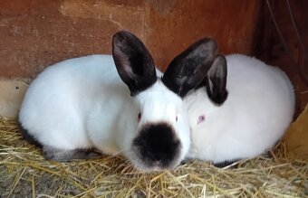 Králík kalifornský - 4