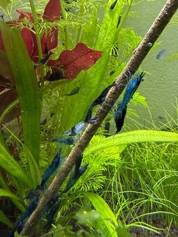 Neocaridina Blue Dream - 4