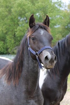 APH black roan po PG Gunpowder - 4
