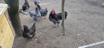 Australka modrá černě lemovaná - násadová vejce + kuřátka - 4