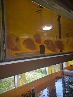 Heros serverum super red - 4