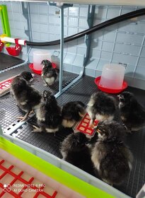 Násadová vejce a kuřátka Australka - 4