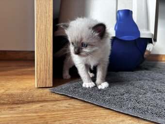 Ragdoll koťata koucourci - 4