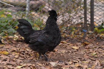 Minikříženci (zHol-He) pro radost na zahradu i vejce - 4