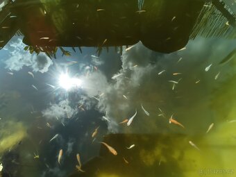 Medaka japonská,Oryzias latipes, Rýžová ryba - 4