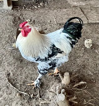 Kohout domácí - 4
